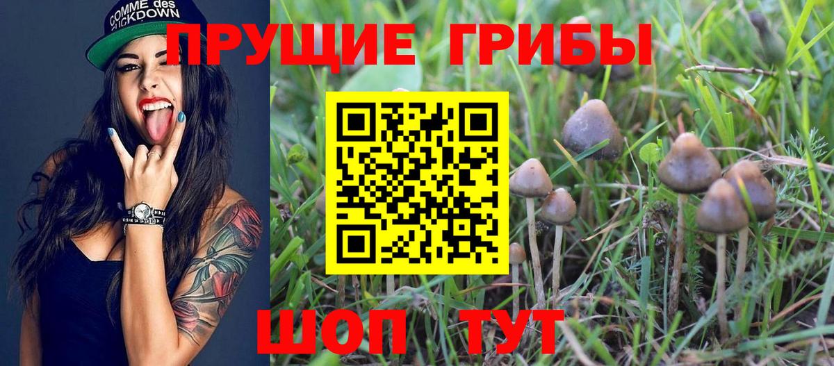 Псилоцибиновые грибы Psilocybe Новоуральск